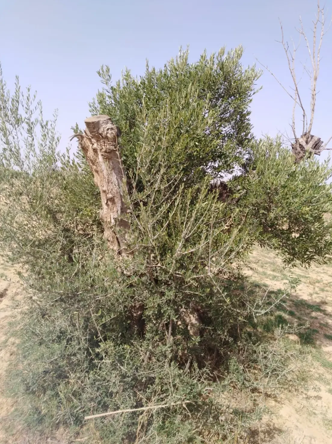 شجرة زيتون بنمو خضري