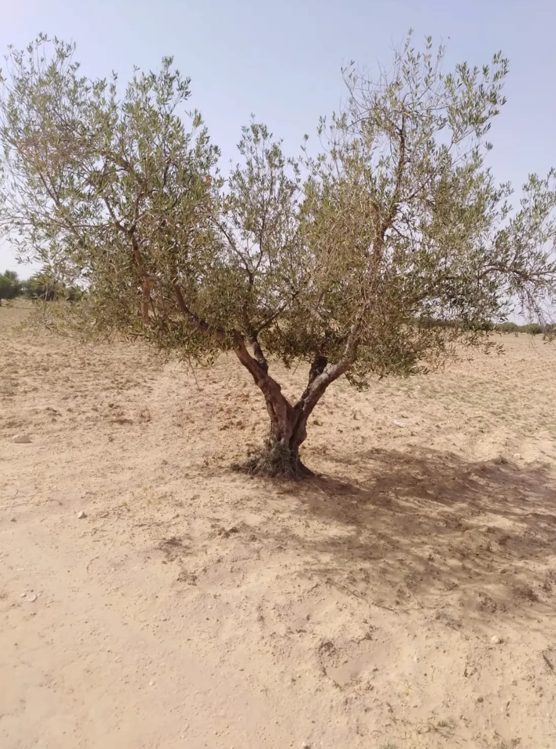 شجرة زيتون بحالة أفضل